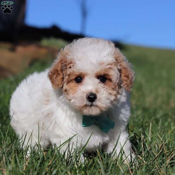 Titus, Miniature Poodle Puppy